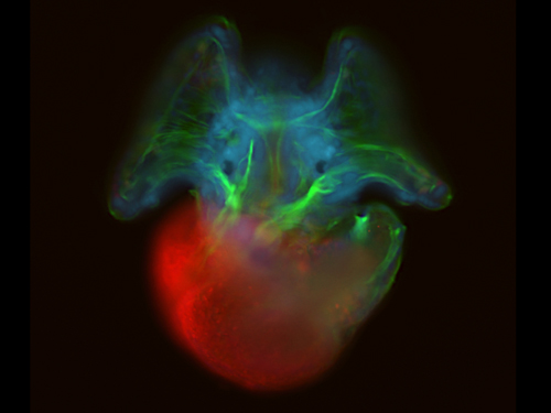 Epifluorescent microscopy image of an Atlantic slipper limpet veliger larva.: Photograph by Andreas Hejnol, Sars International Centre for Marine Molecular Biology courtesy of NSF